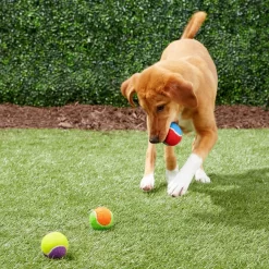 Frisco Fetch Squeaking Colorful Tennis Ball Dog Toy -Frisco 152846 PT6. AC SS1800 V1691776651