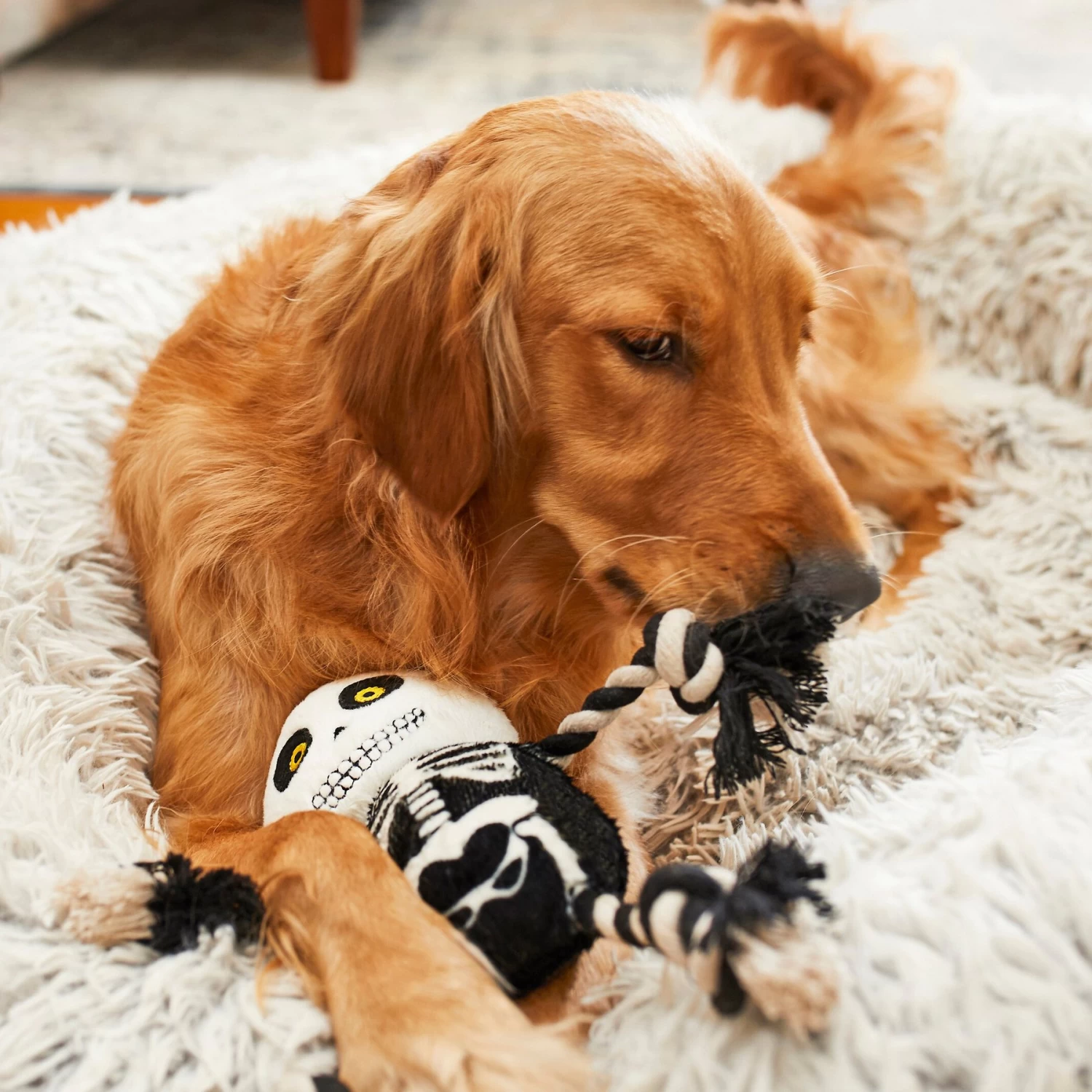 Frisco Halloween Skeleton Plush With Rope Squeaky Dog Toy 3 Frisco Halloween Skeleton Plush With Rope Squeaky Dog Toy - Image 3