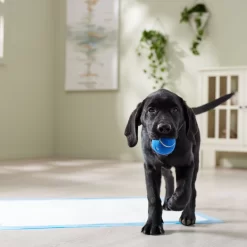 Frisco Premium Extra Large Printed Dog Training & Potty Pads -Frisco 227468 PT6. AC SS1800 V1674666681