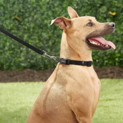 Frisco Solid Nylon Personalized Dog Leash -Frisco 270716 PT6. AC SS1800 V1628029678