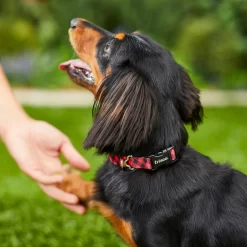 Frisco Buffalo Check Polyester Personalized Dog Collar -Frisco 280763 PT4. AC SS1800 V1621277566