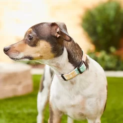 Frisco Pastel Tie Dye Polyester Personalized Dog Collar 9 Frisco Pastel Tie Dye Polyester Personalized Dog Collar -Frisco 280770 PT4. AC SS1800 V1621275733