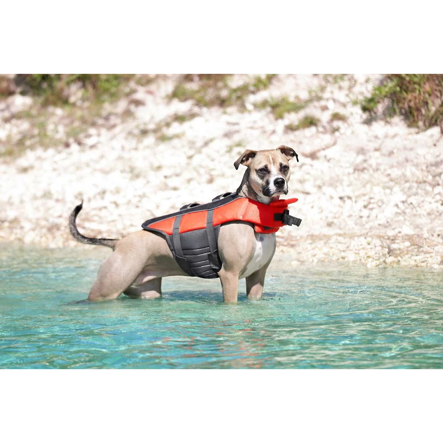 Frisco Ripstop Dog Life Jacket & Frisco Foam Rubber Floating Fetch Ball No Squeak Dog Toy 5 Frisco Ripstop Dog Life Jacket & Frisco Foam Rubber Floating Fetch Ball No Squeak Dog Toy - Image 5