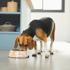 Frisco Copper Print Design Stainless Steel Dog & Cat Bowl 10 Frisco Copper Print Design Stainless Steel Dog & Cat Bowl -Frisco 311975 PT2. AC SS1800 V1642542895