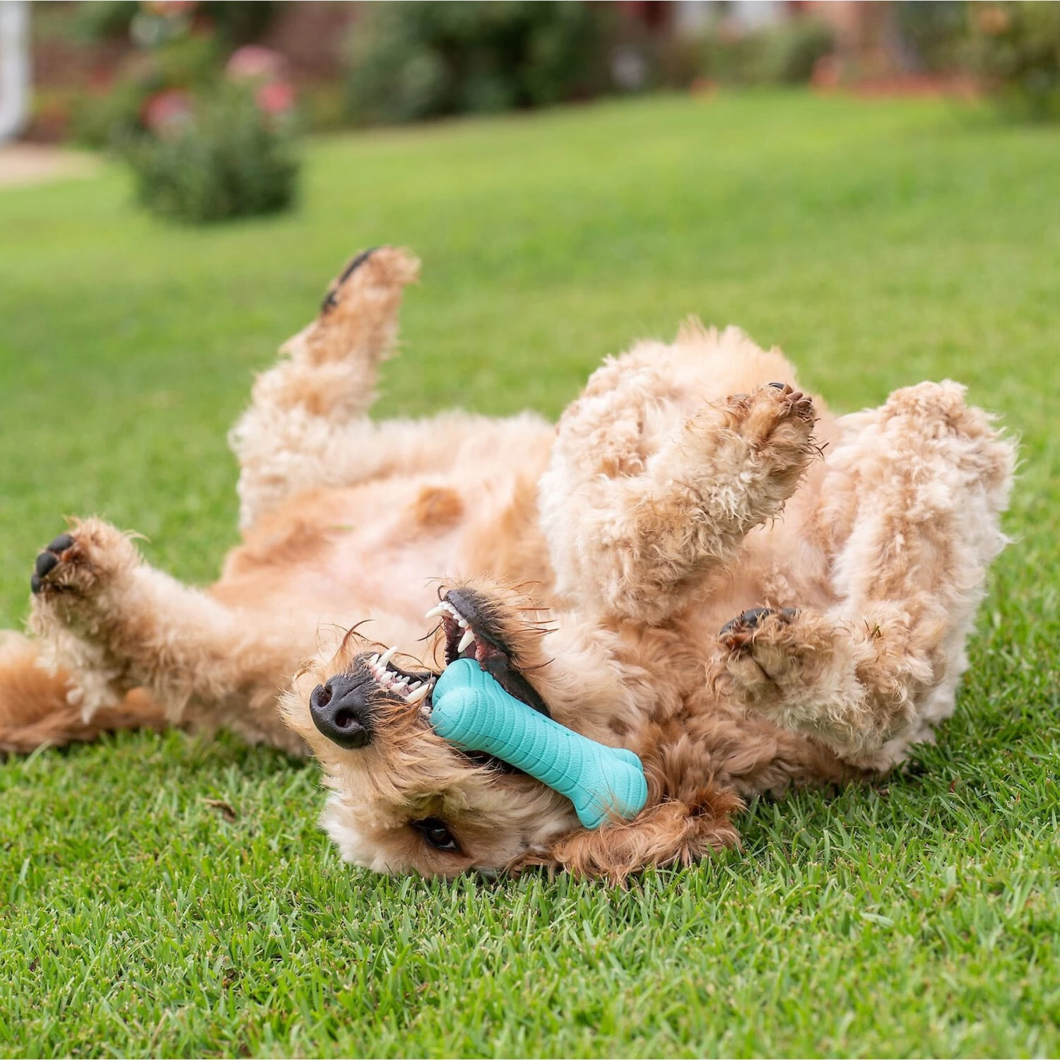 Frisco Fetch Squeaking Colorful Tennis Ball Dog Toy & Playology Scented Dual Layer Bone Dog Toy 7 Frisco Fetch Squeaking Colorful Tennis Ball Dog Toy & Playology Scented Dual Layer Bone Dog Toy - Image 7