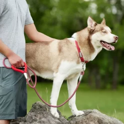 Frisco Outdoor Comfort Print Nylon Padded Dog Collar & Frisco Outdoor Ultra Reflective Rope Leash With Padded Handle -Frisco 319066 PT8. AC SS1800 V1631141510