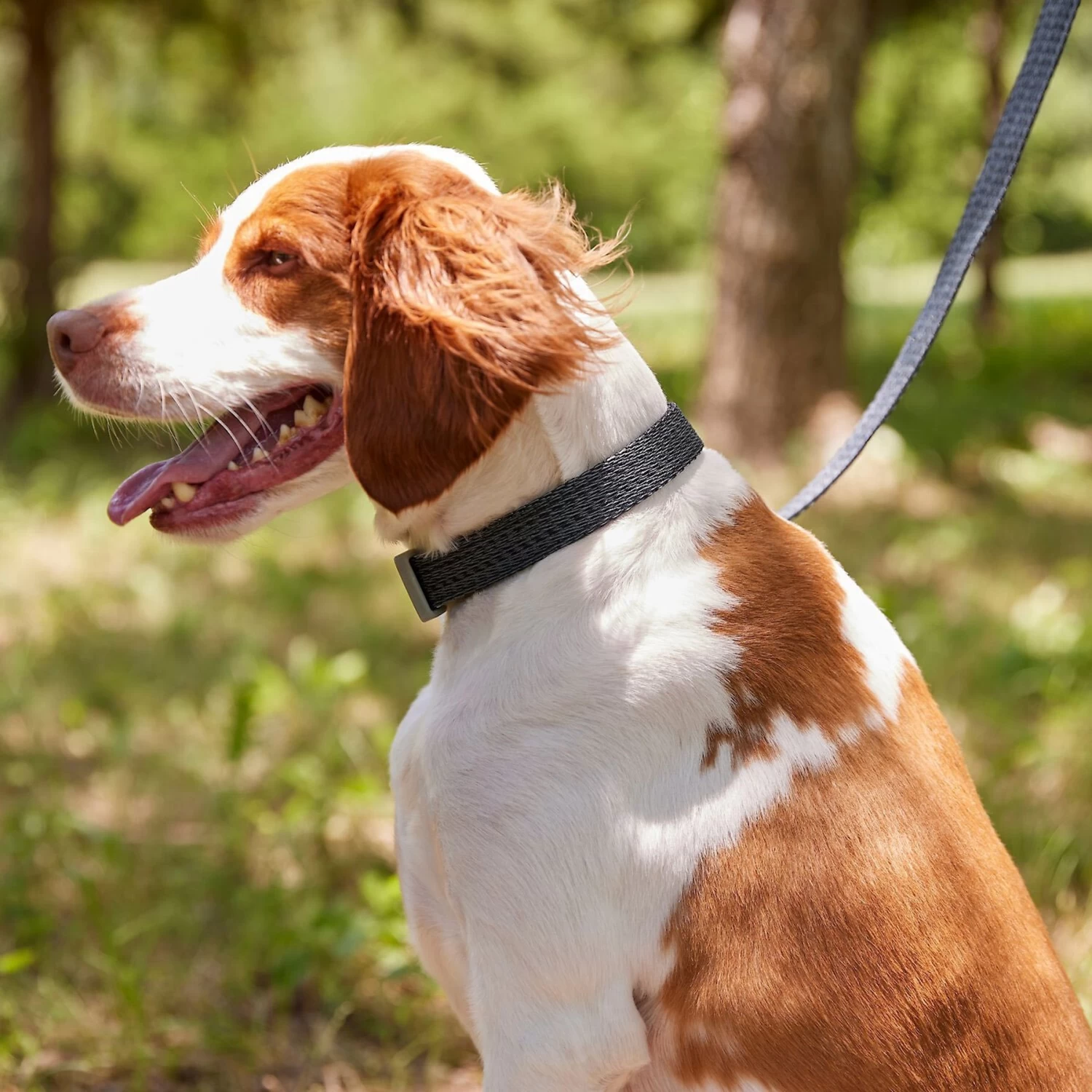 Frisco Outdoor Heathered Nylon Collar & Frisco Outdoor Heathered Nylon Leash 5 Frisco Outdoor Heathered Nylon Collar & Frisco Outdoor Heathered Nylon Leash - Image 5