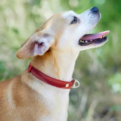 Frisco Outdoor Woven Jacquard Nylon Dog Collar & Frisco Outdoor Waterproof Stinkproof PVC Rope Leash -Frisco 319466 PT4. AC SS1800 V1631148691