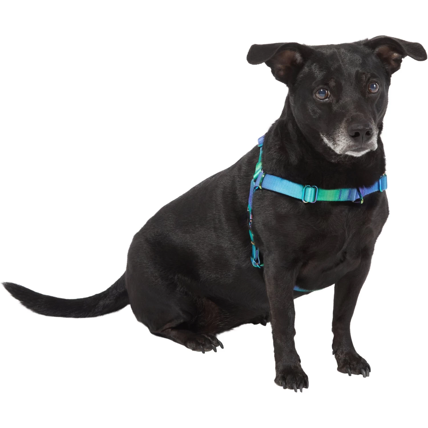 Frisco Green Ombre Style Dog Harness 3 Frisco Green Ombre Style Dog Harness - Image 3