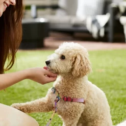 Frisco Pink Ombre Style Dog Harness -Frisco 324537 PT4. AC SS1800 V1642518514