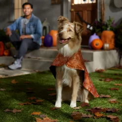 Frisco Spider Webbed Dog & Cat Costume Cape 10 Frisco Spider Webbed Dog & Cat Costume Cape -Frisco 334972 PT6. AC SS1800 V1657729812