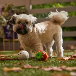 Frisco Halloween Chocolate Covered Strawberries Latex Squeaky Dog Toy -Frisco 344043 PT3. AC SS1800 V1657657031