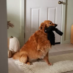 Frisco Halloween Crow Plush Squeaky Dog Toy -Frisco 344156 PT3. AC SS1800 V1657657048