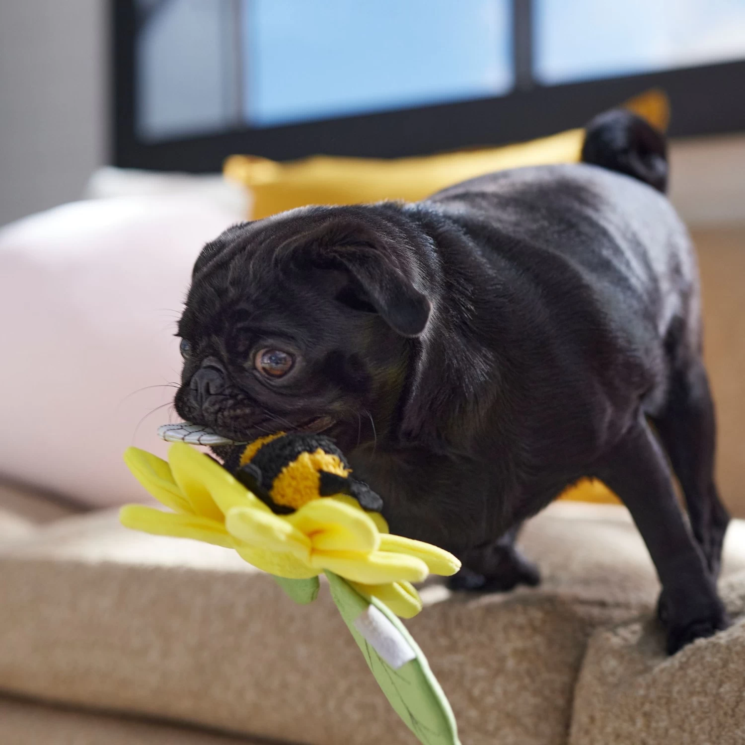 Frisco Spring Sunflower Plush Squeaky Dog Toy 4 Frisco Spring Sunflower Plush Squeaky Dog Toy - Image 4