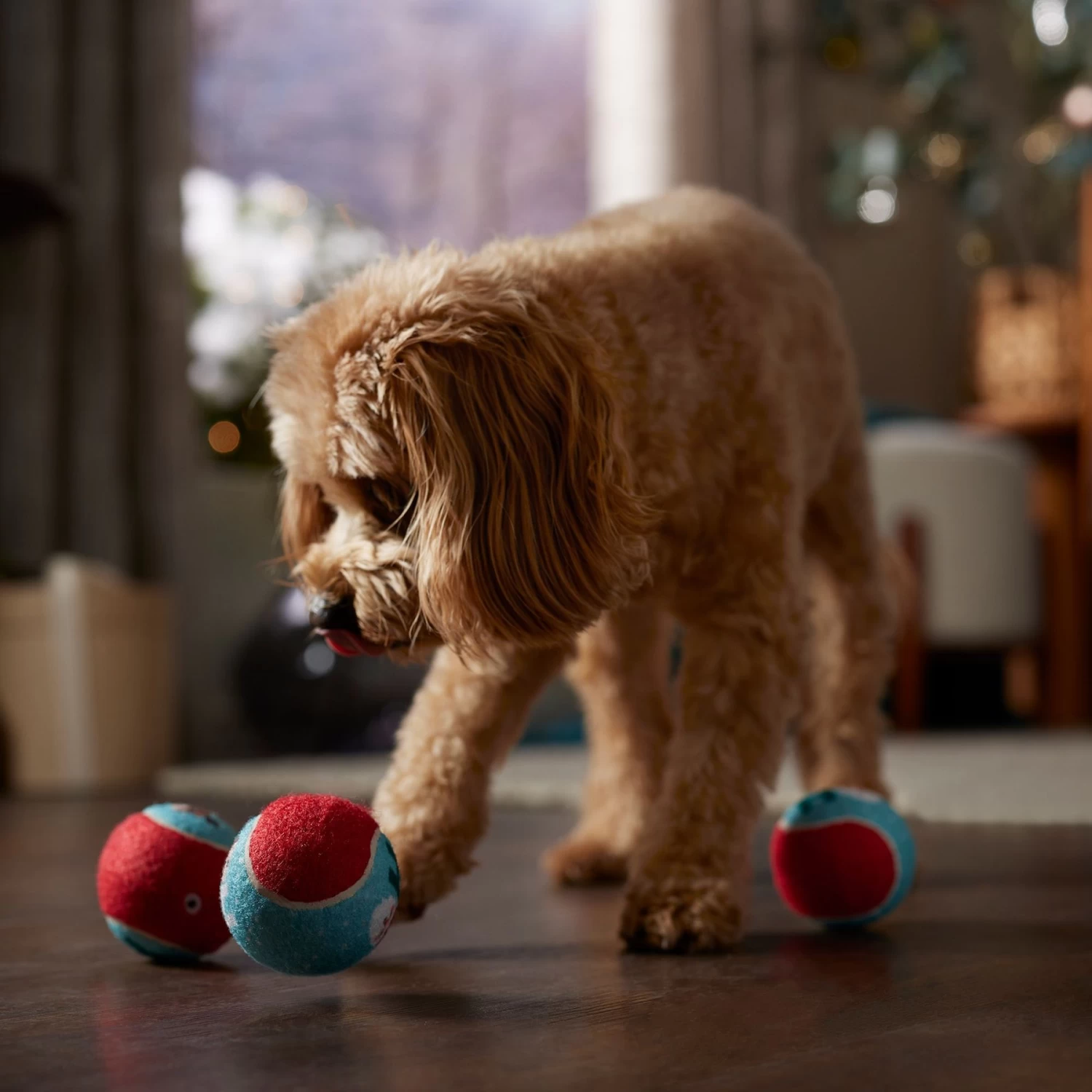Frisco Holiday Ho Ho Ho Fetch Squeaky Tennis Ball Dog Toy & Frisco Holiday Arctic Friends Stuffing-Free Skinny Plush Squeaky Dog Toy 5 Frisco Holiday Ho Ho Ho Fetch Squeaky Tennis Ball Dog Toy & Frisco Holiday Arctic Friends Stuffing-Free Skinny Plush Squeaky Dog Toy - Image 5